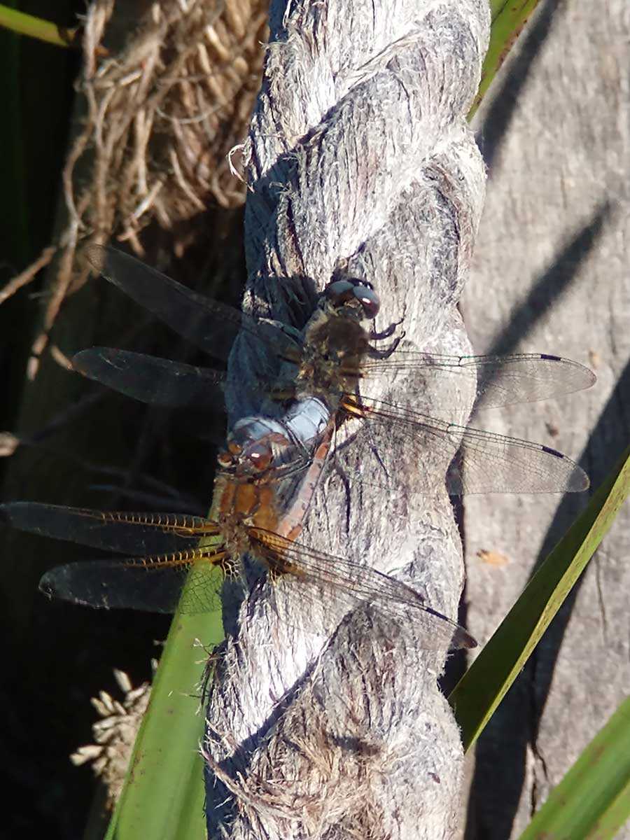 Libellula_fulva